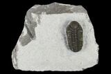 Adrisiops Weugi Trilobite - Recently Described Phacopid #115224-1